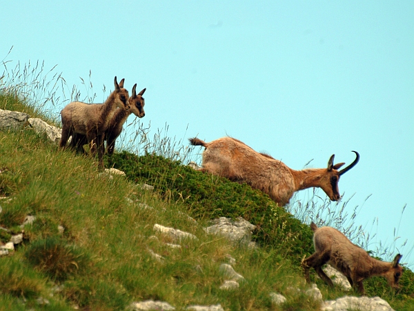 Camoscio d''Abruzzo Rupicapra pyrenaica ornata